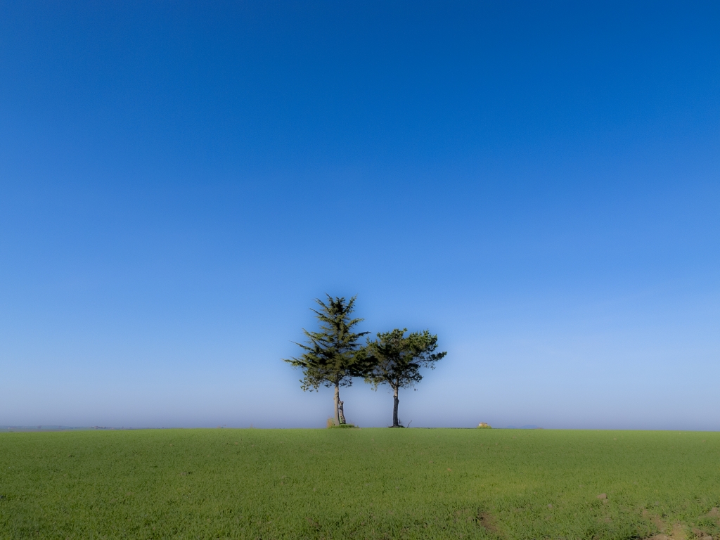 Alberi nella campagna laziale
