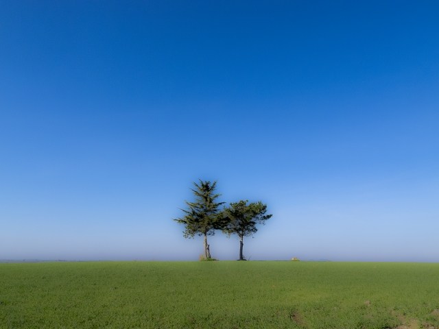 Alberi nella campagna laziale