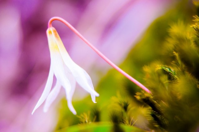 Erythronium fiorito