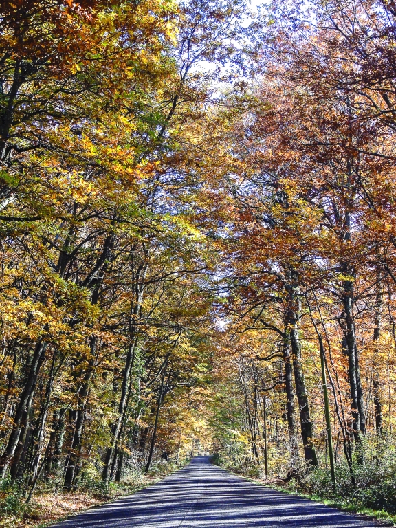 Una strada nel bosco