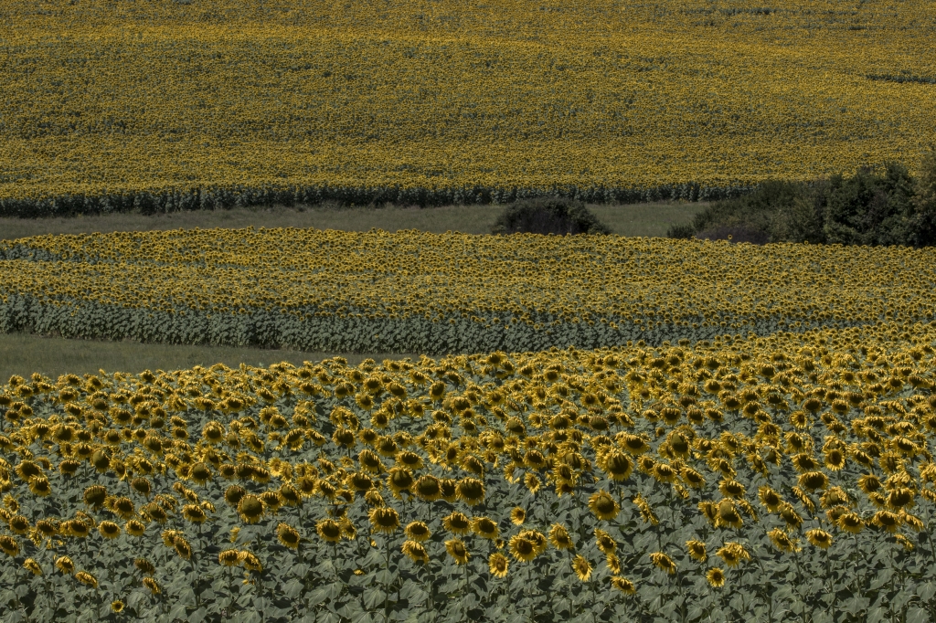 Il sentiero di petali