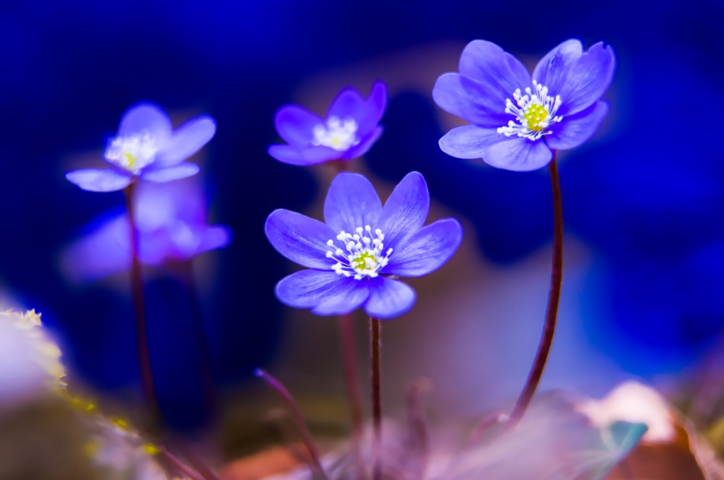 Hepatica nobilis (erba trinità)