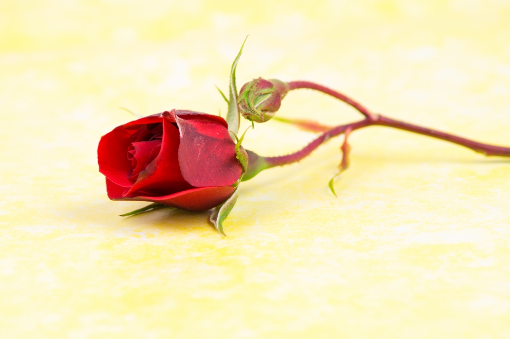 rosa rossa su tavolo giallo