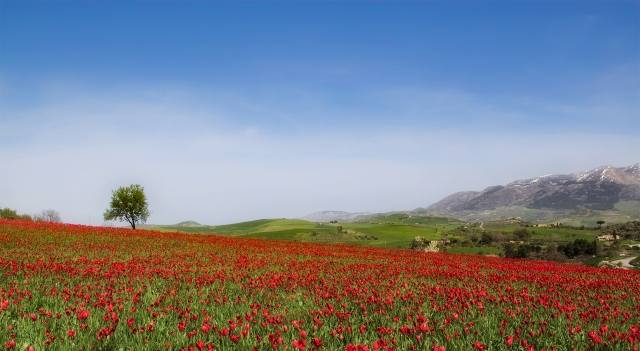 Tulipani