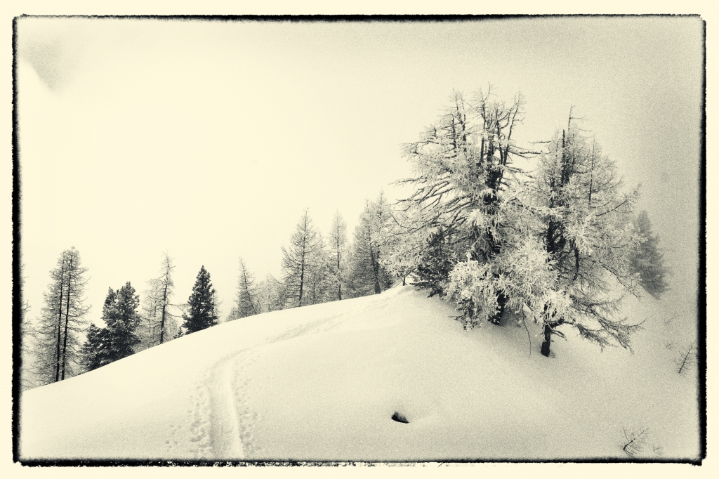 Alberi in montagna