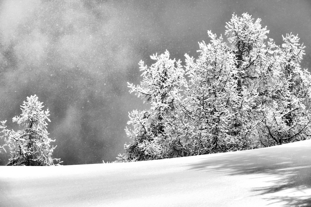 Nevicata sugli alberi
