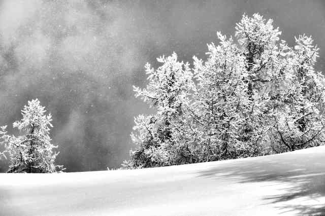 Nevicata sugli alberi