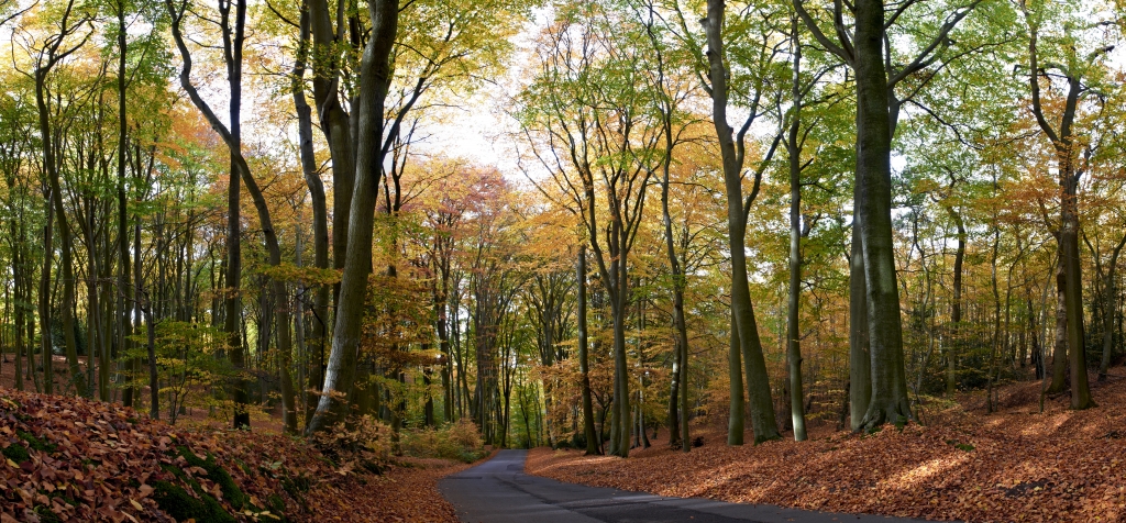 Autumn