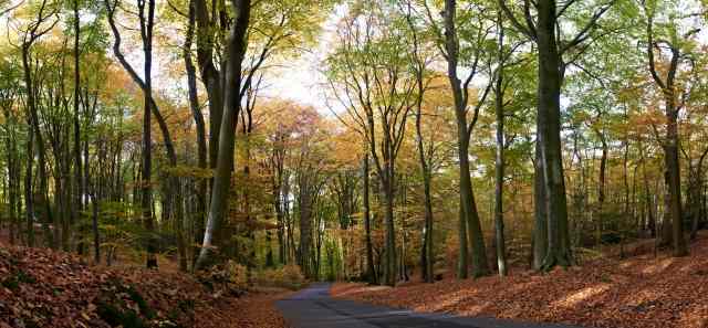 Autumn