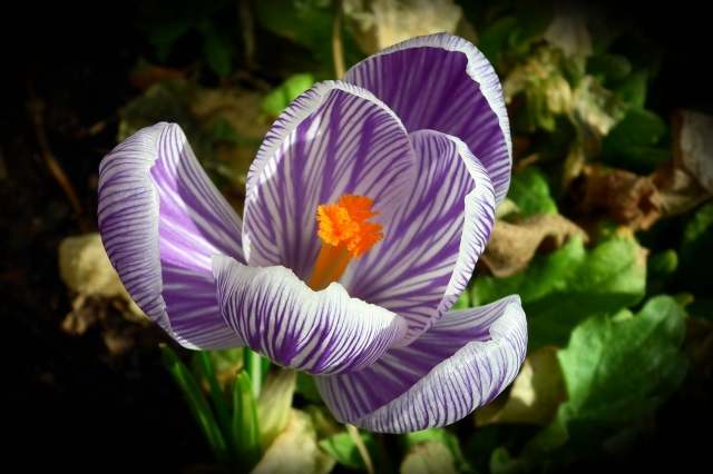 E fioritura sia.. · loveombra