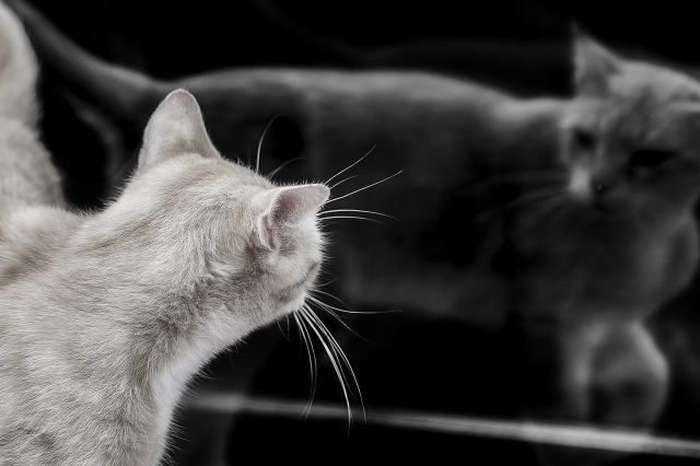 Specchiarsi · andreacapizzi79