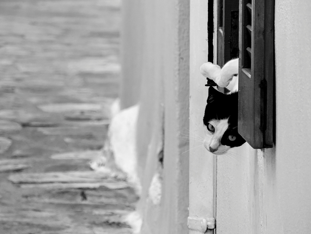 Gatto curioso