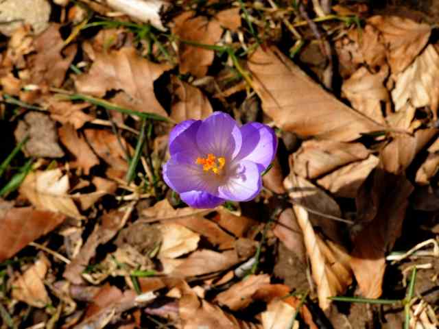 Fiore di crocus