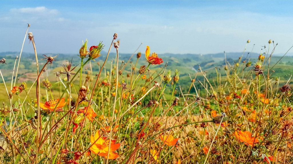 Fiori di campo