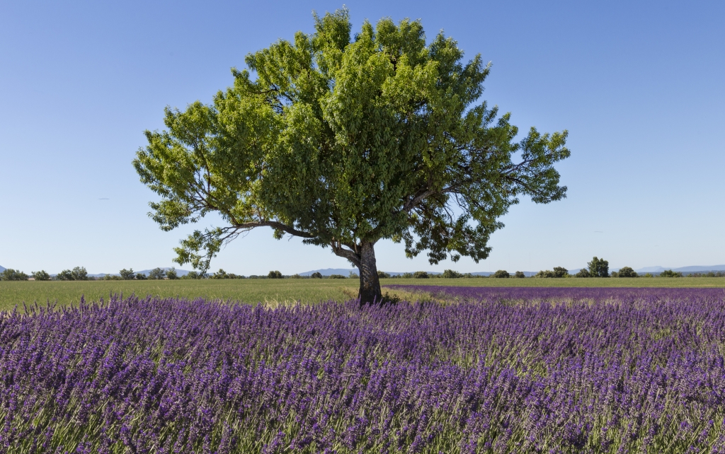 Albero in un campo di lavanda