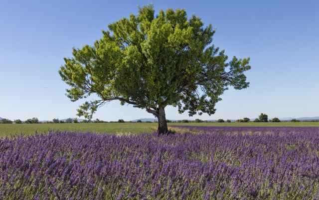 Albero in un campo di lavanda