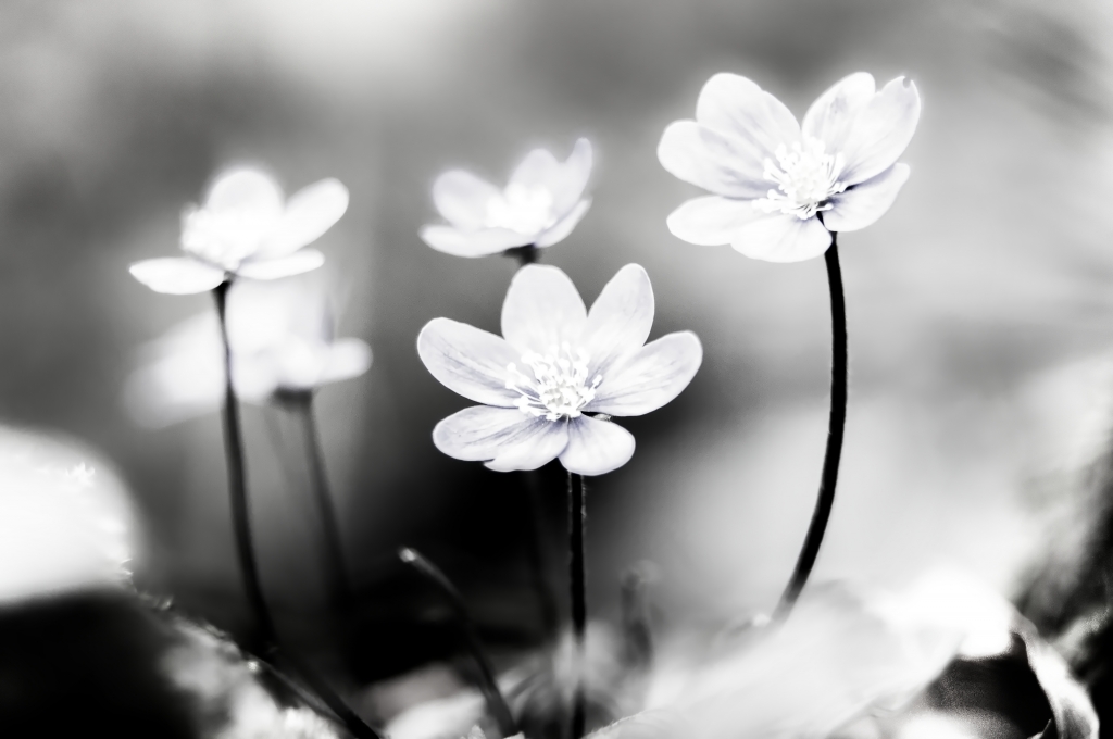 Hepatica Nobilis, in Bianco e nero.