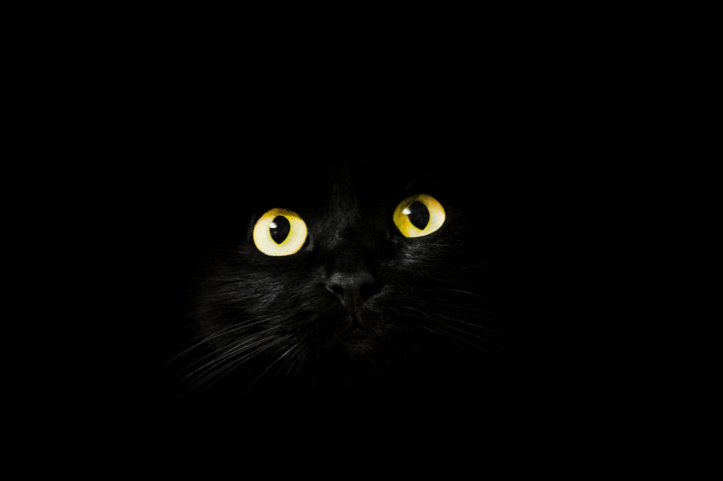 Gatto e mistero