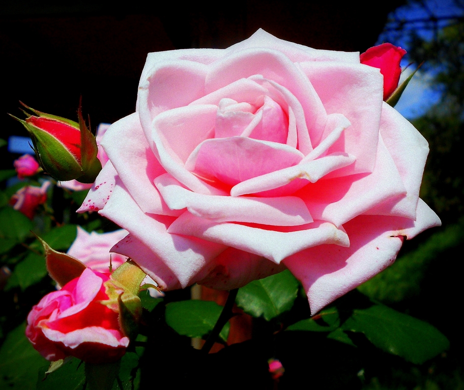 La rosa..
