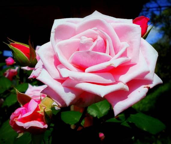 La rosa..