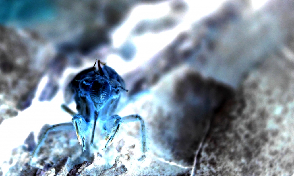 Glacial Insect