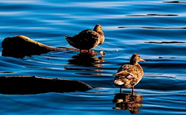 Natura riflessa.. · loveombra