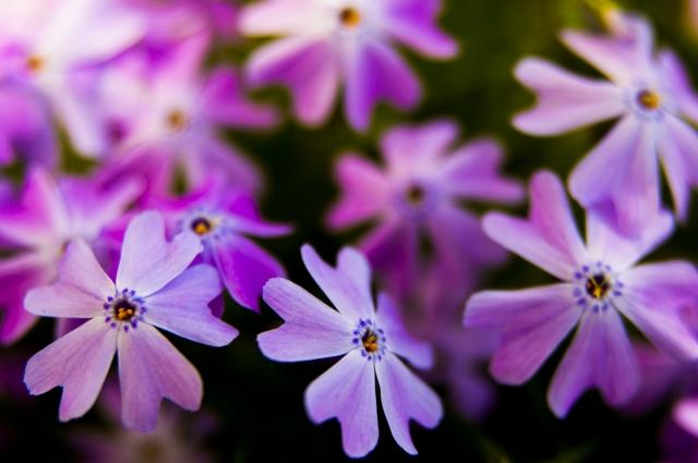 Fioritura