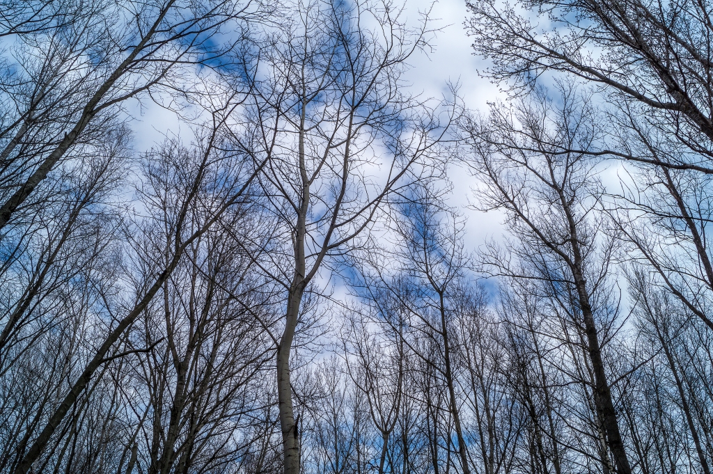 Alberi fino al cielo