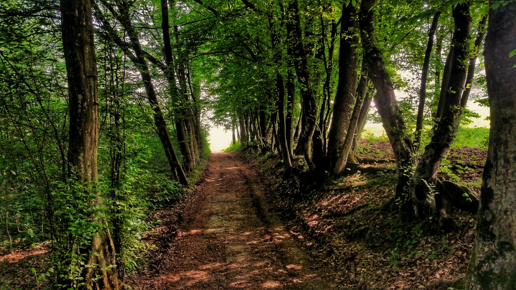Camminare nel bosco
