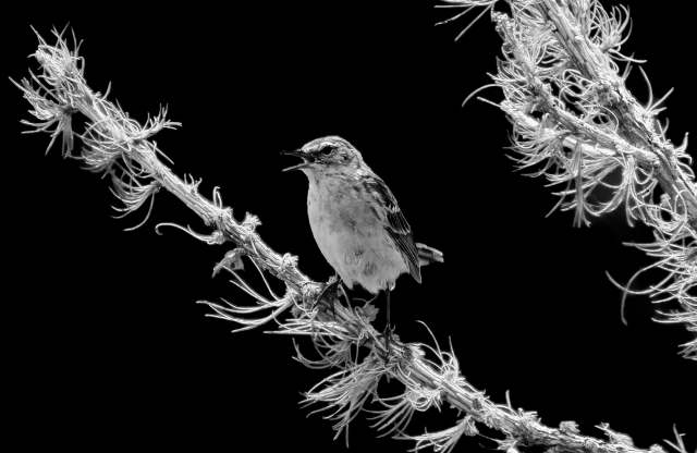 Natura in bianco e nero