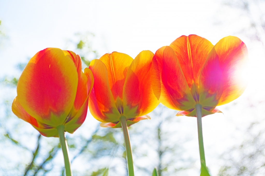 Tulipani nella luce del sole