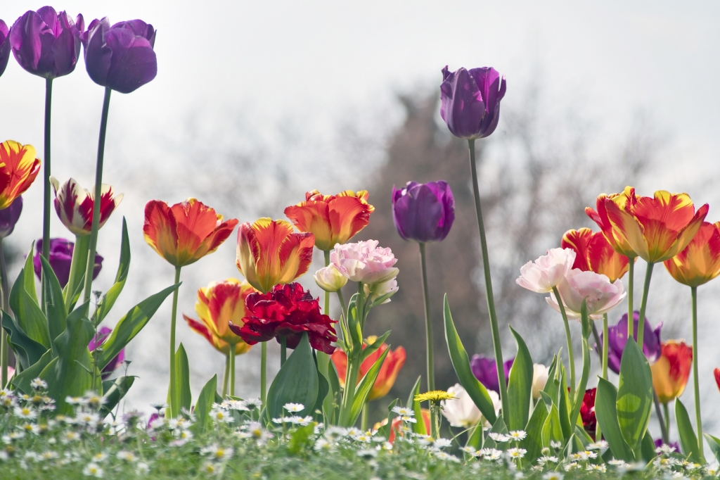Primavera