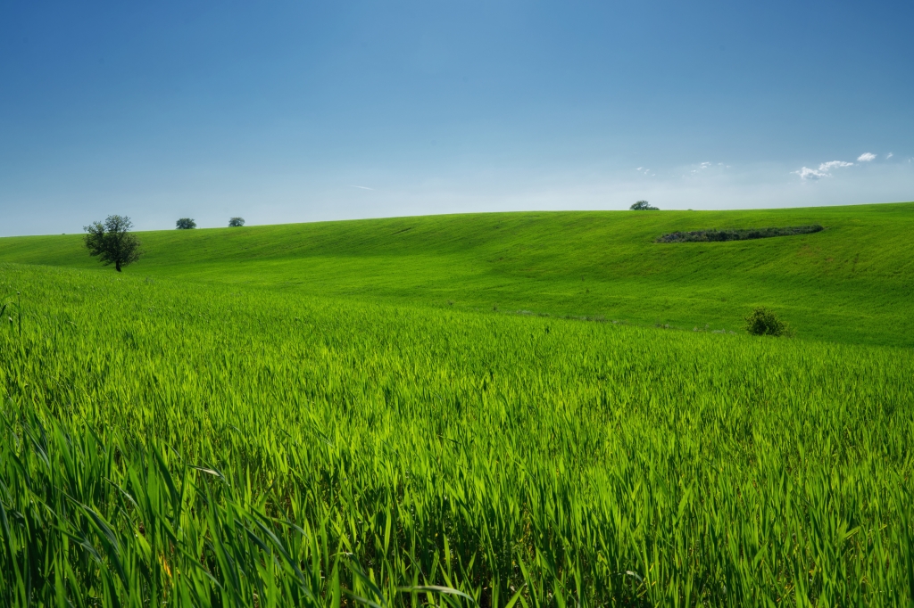 2018, Verde di Puglia