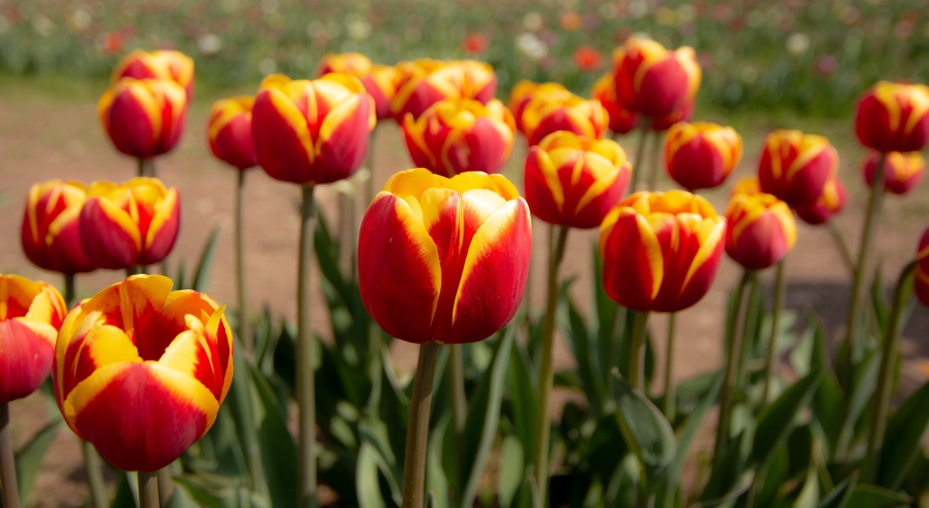 Tulipanii-Italiani