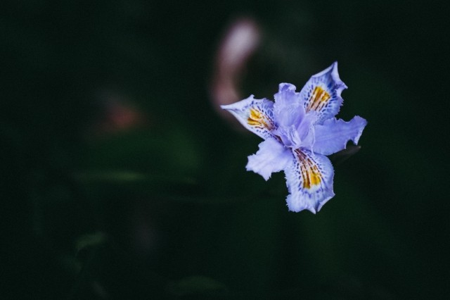fiore