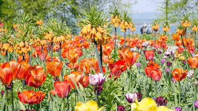 Colori di Primavera