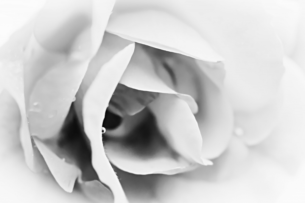 Flowering Rose