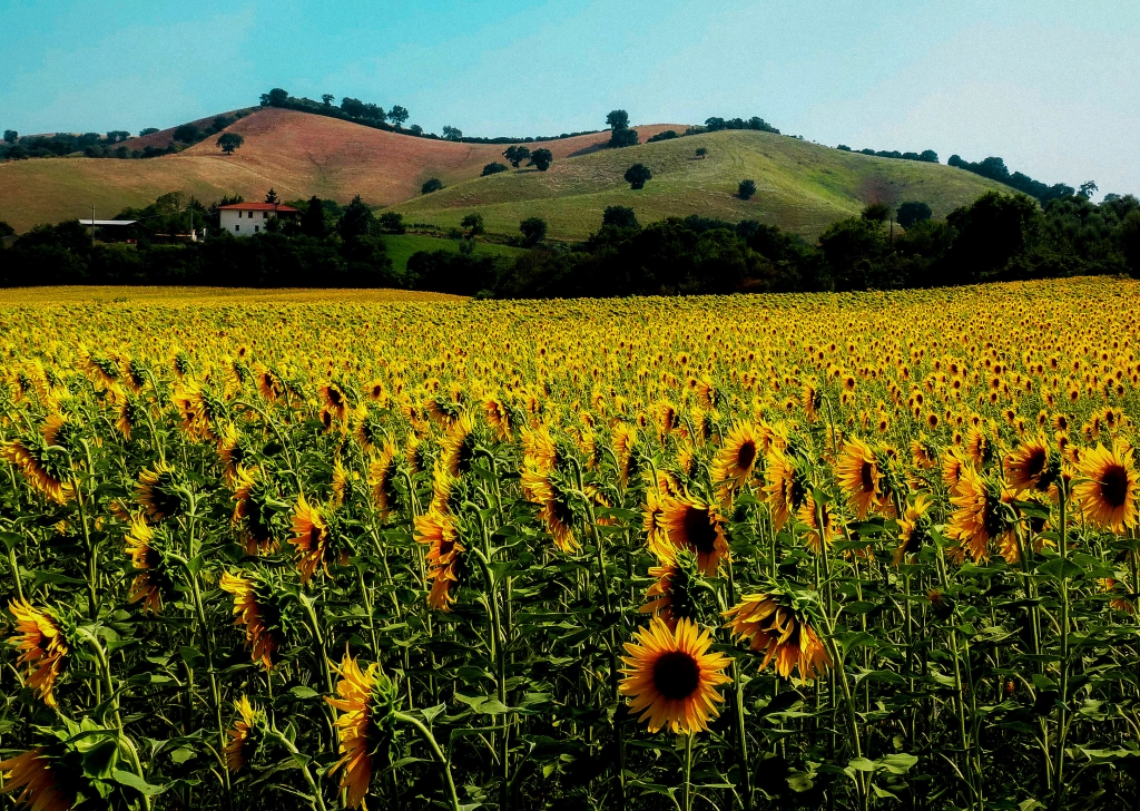 Girasoli, Toscana