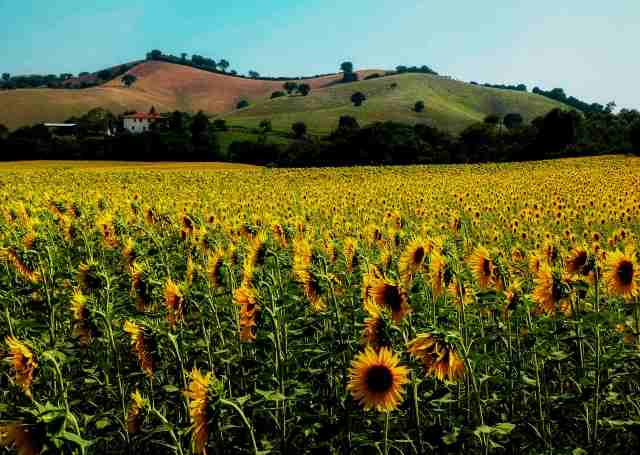 Girasoli, Toscana