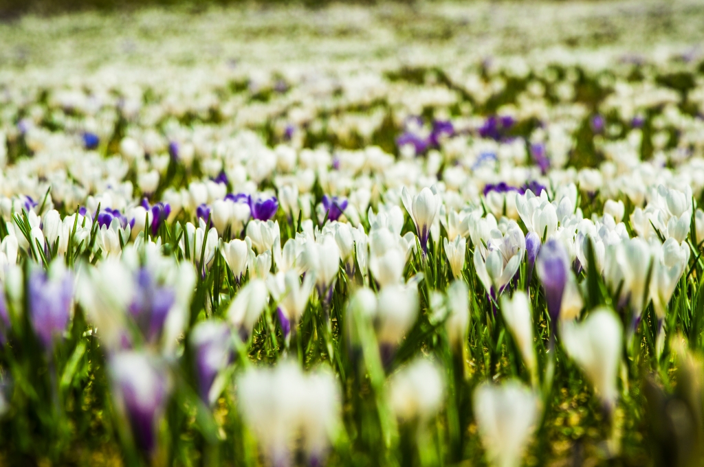 Il risveglio dei crocus