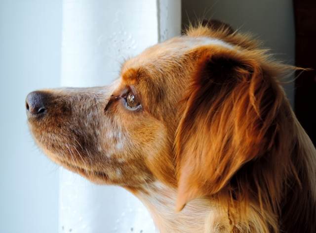 Sguardo