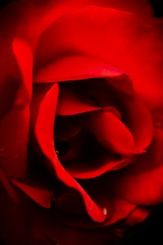 Rosa nel buio · dandri