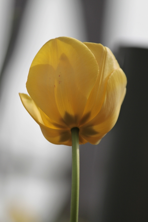 Tulipano