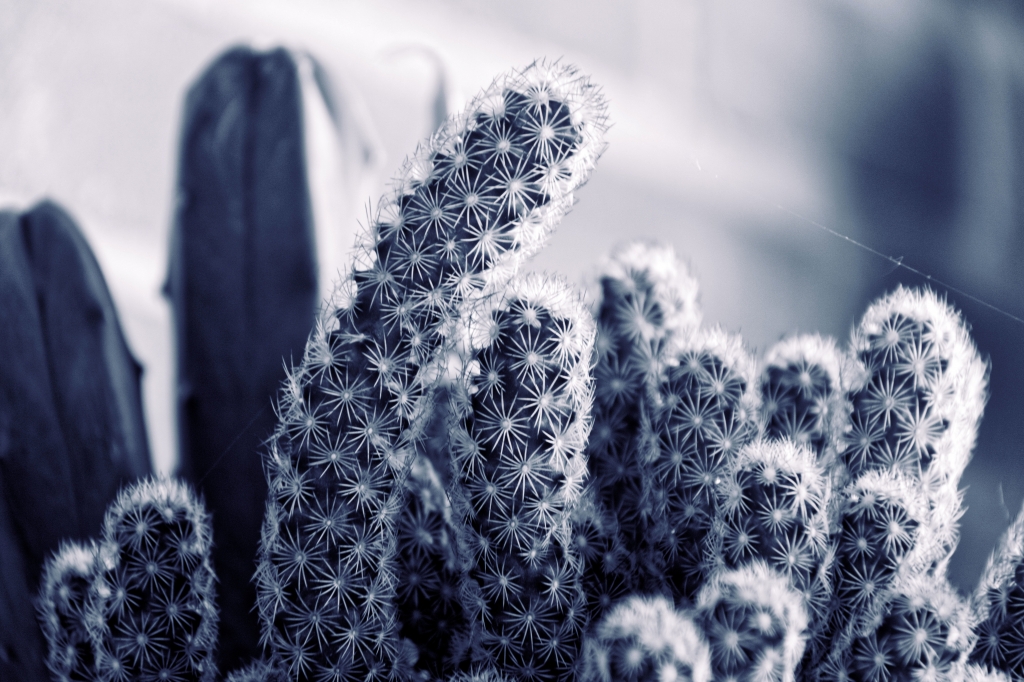 Cactus #2