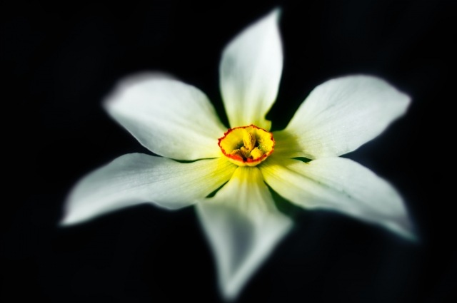 La bellezza del narciso · dandri