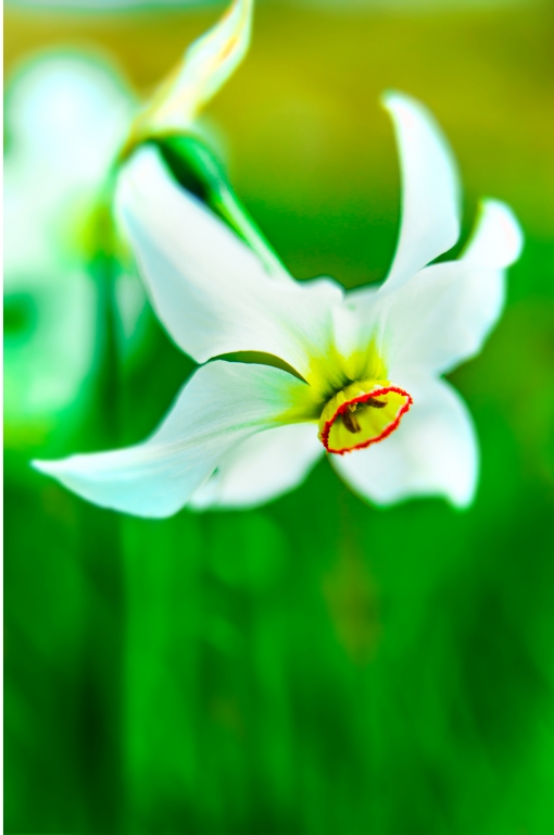 Emozioni e colori di un fiore.