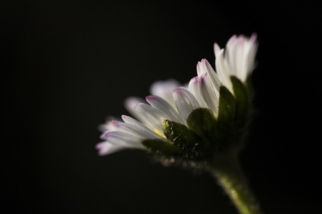 Tempo di primavera