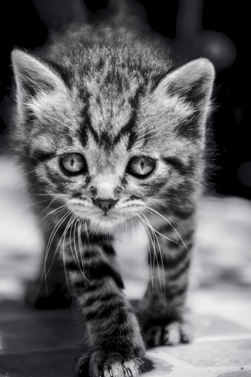 Eleganza felina