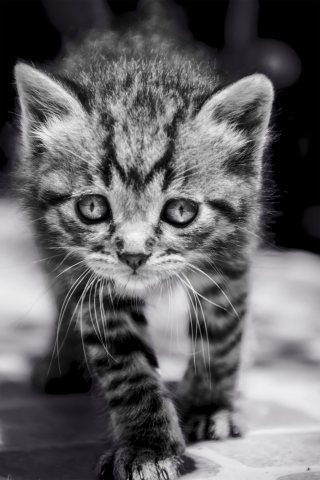Eleganza felina