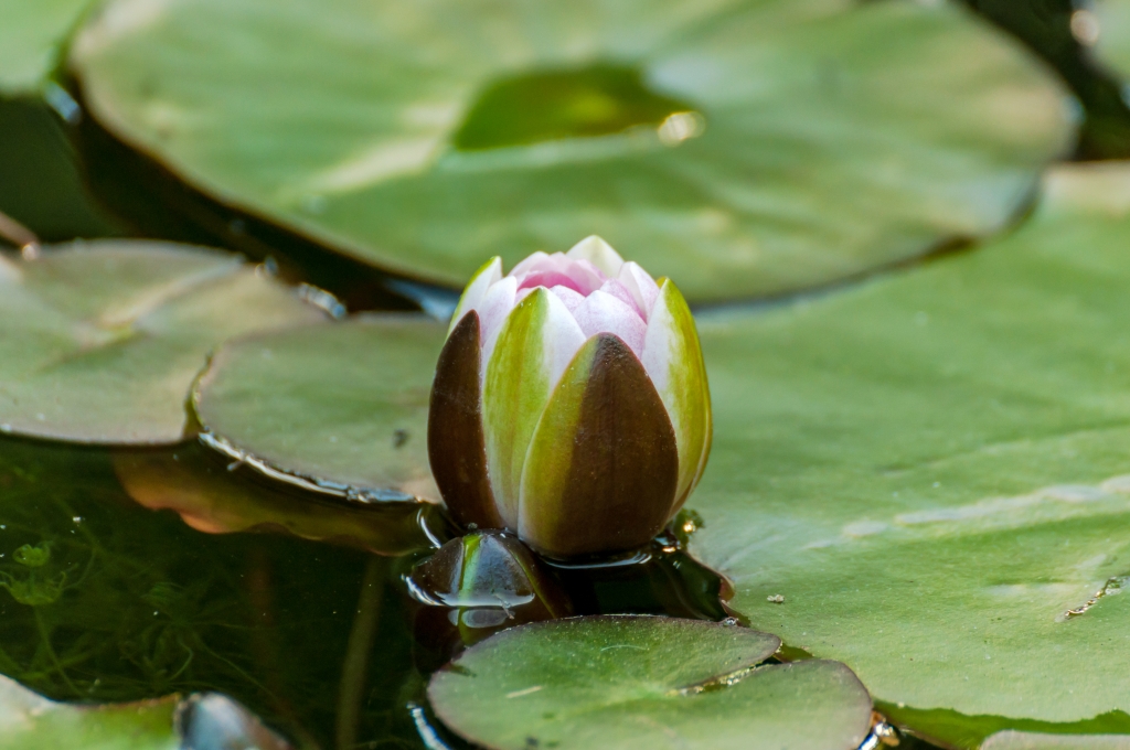 Fiore di Loto